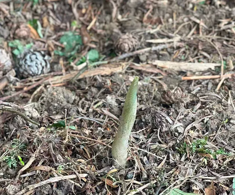 富硒土壤优势