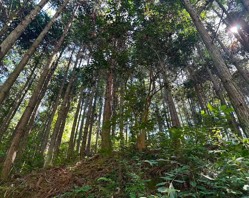林下仿野生种植