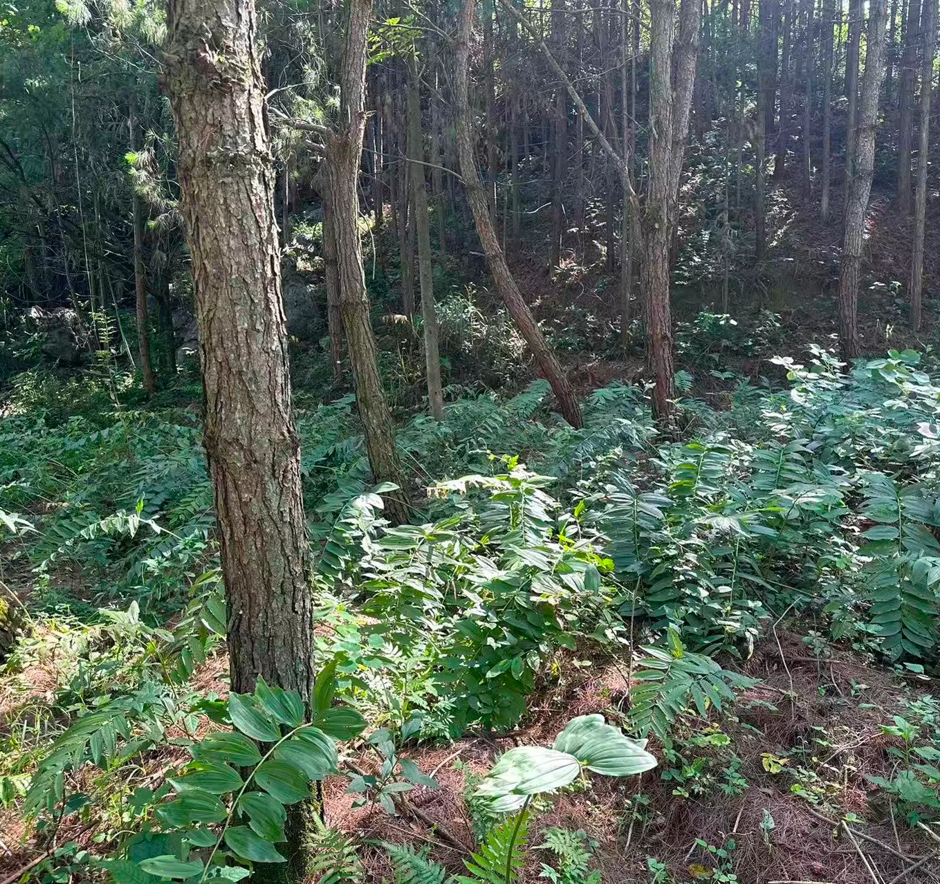 种苗研发