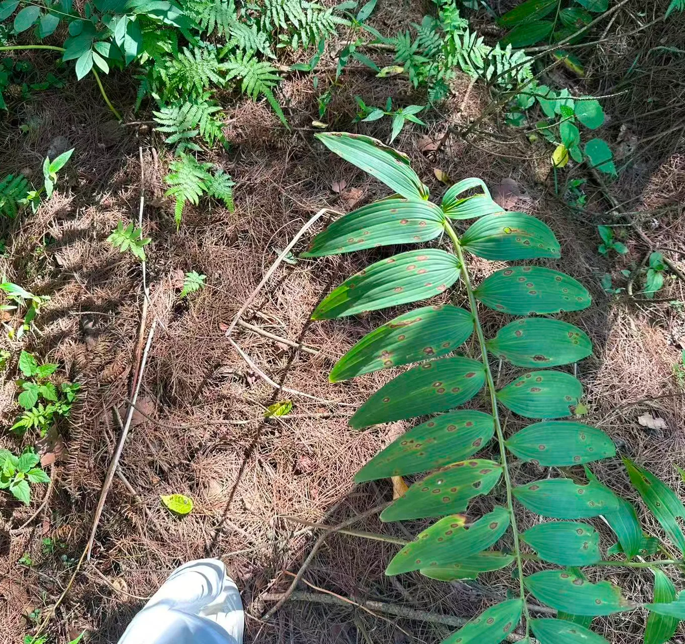 生态种植