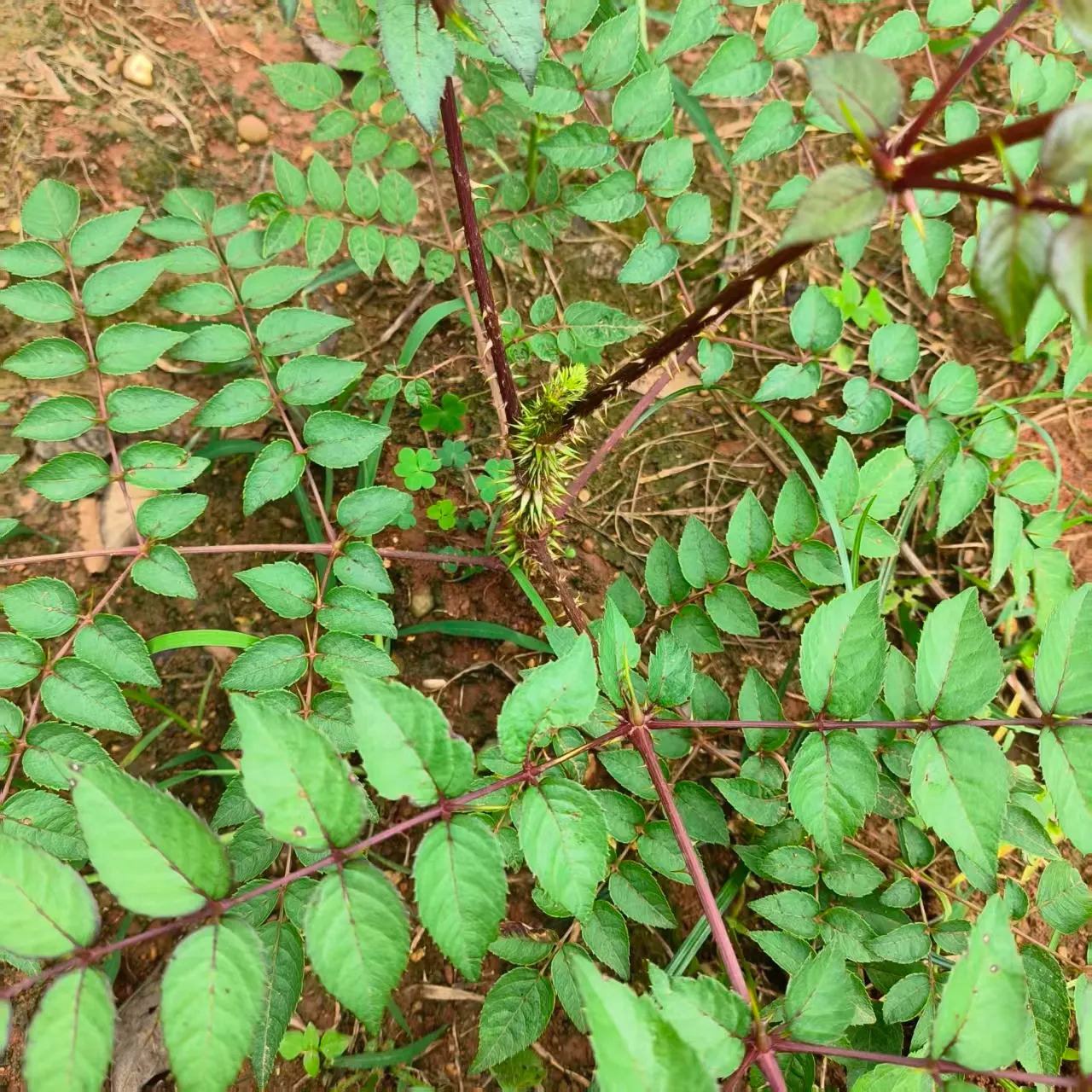 肠胃的“天然屏障”：楤木如何从抗胃溃疡到调节肠道发挥双重保护作用
