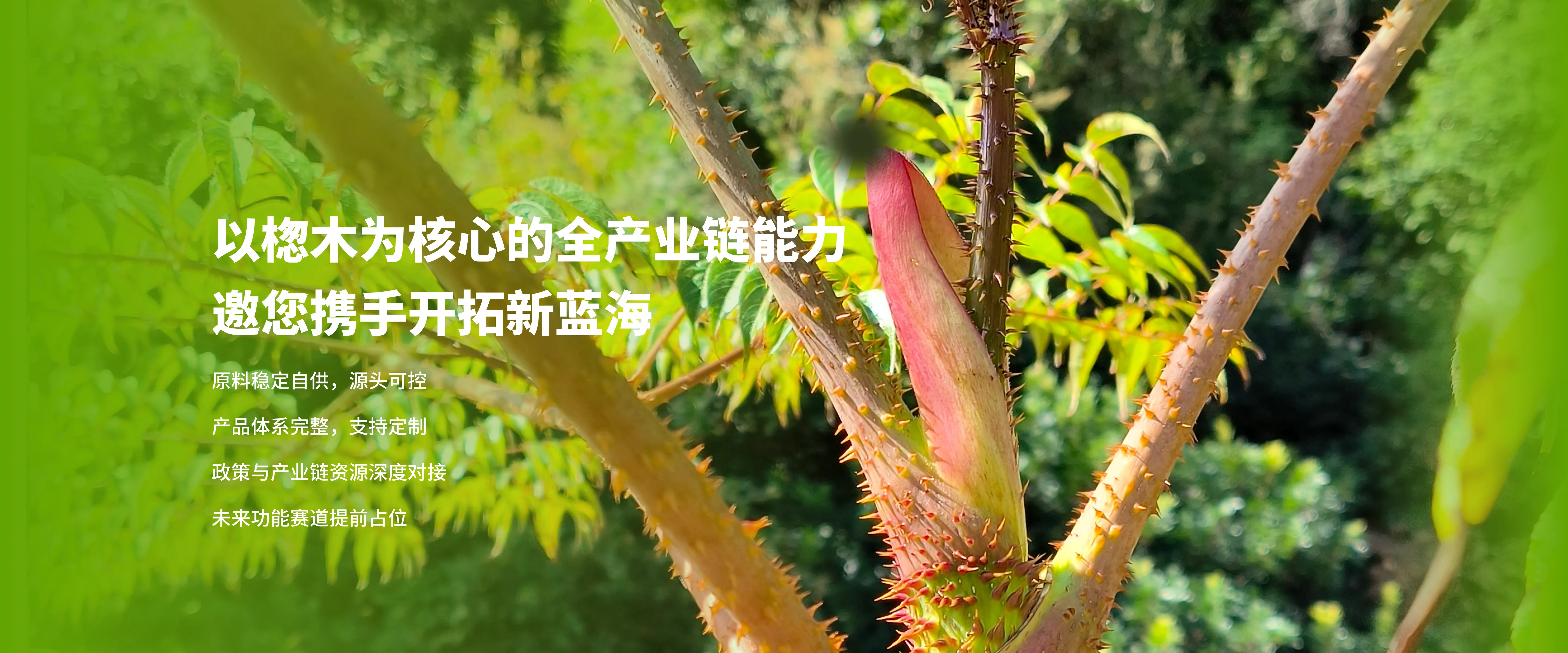 云南高山楤木功能性饮品_有机认证天然养生品牌_天根生物官网