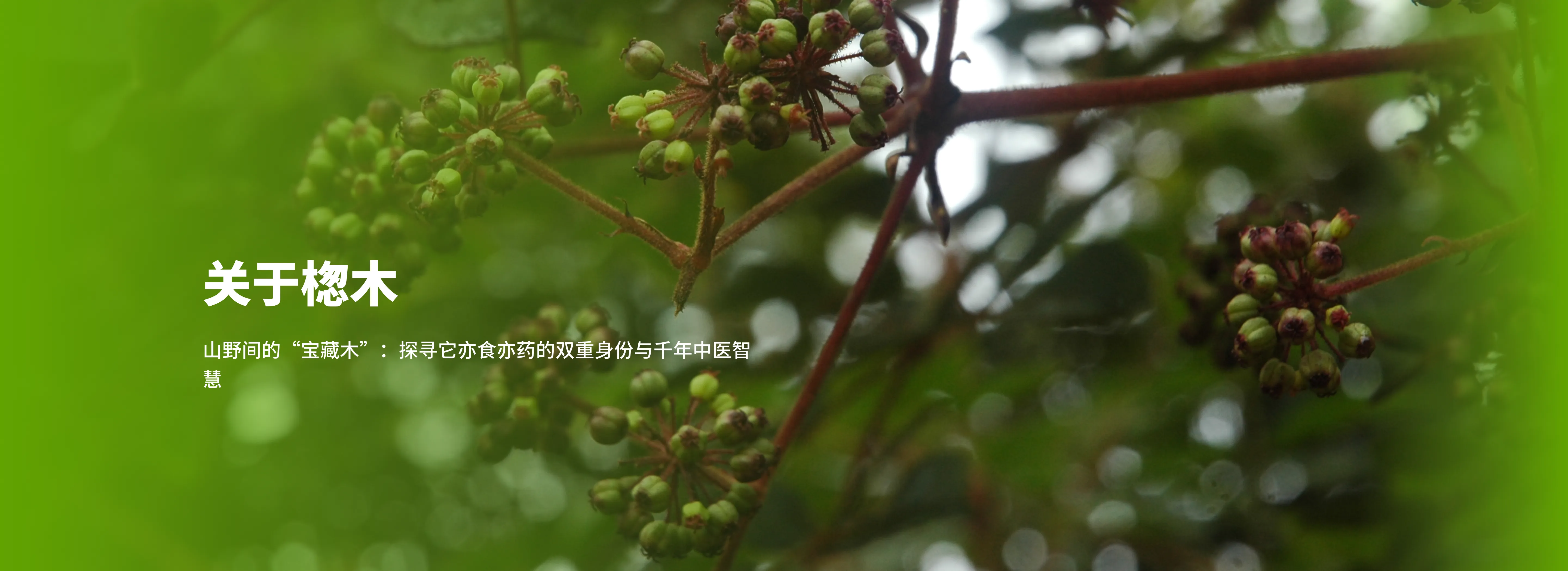 楤木植物科普|现代药理与中医理论解析 - 云南天根生态农业