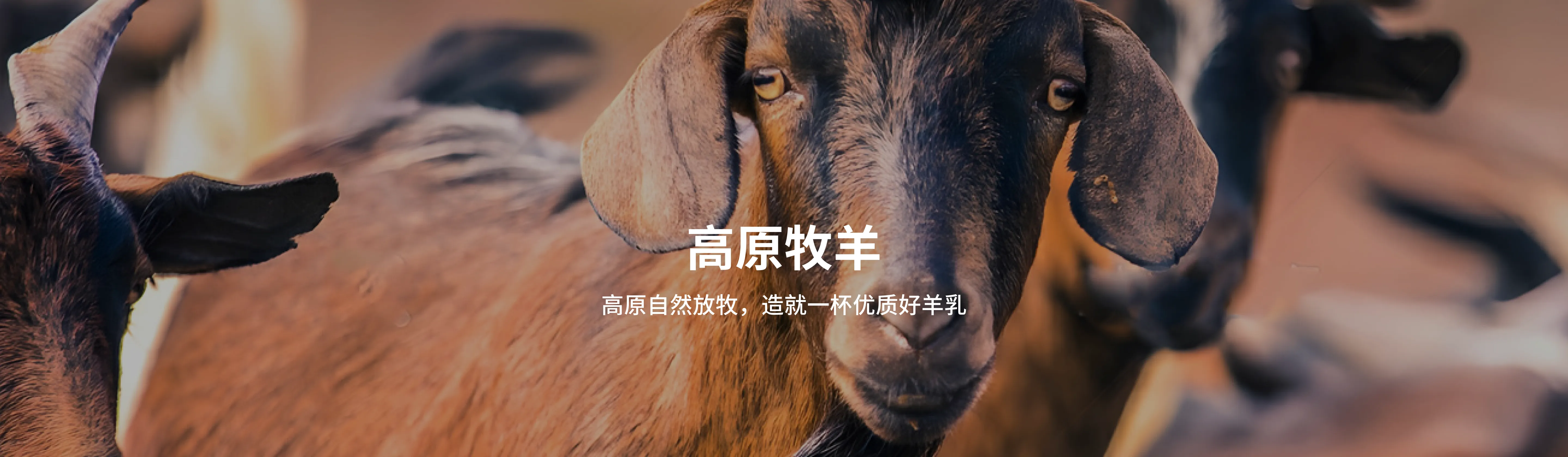 高原牧羊