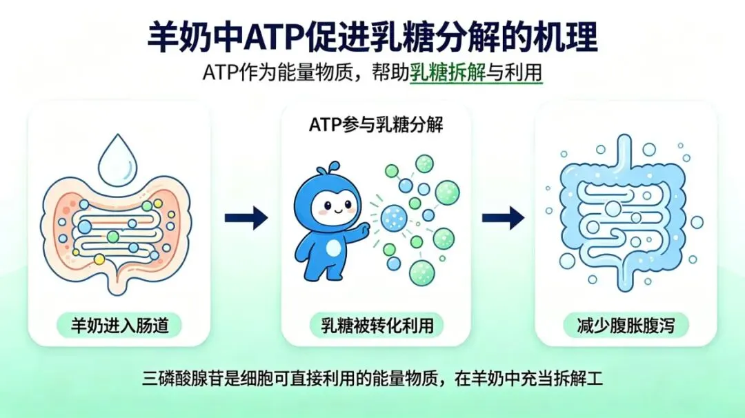 同样是奶，羊奶对人体有哪些好处？不胀气的核心关键是ATP