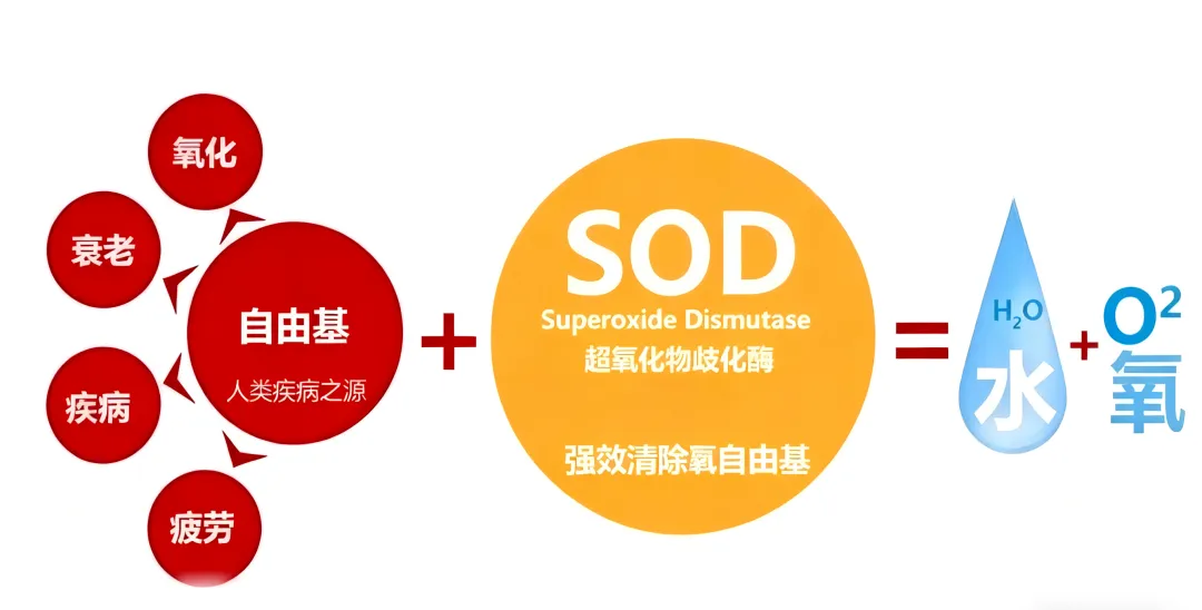 牛奶和羊奶哪个更好？自由基的“天敌”：羊奶中的超氧化物歧化酶有多强？