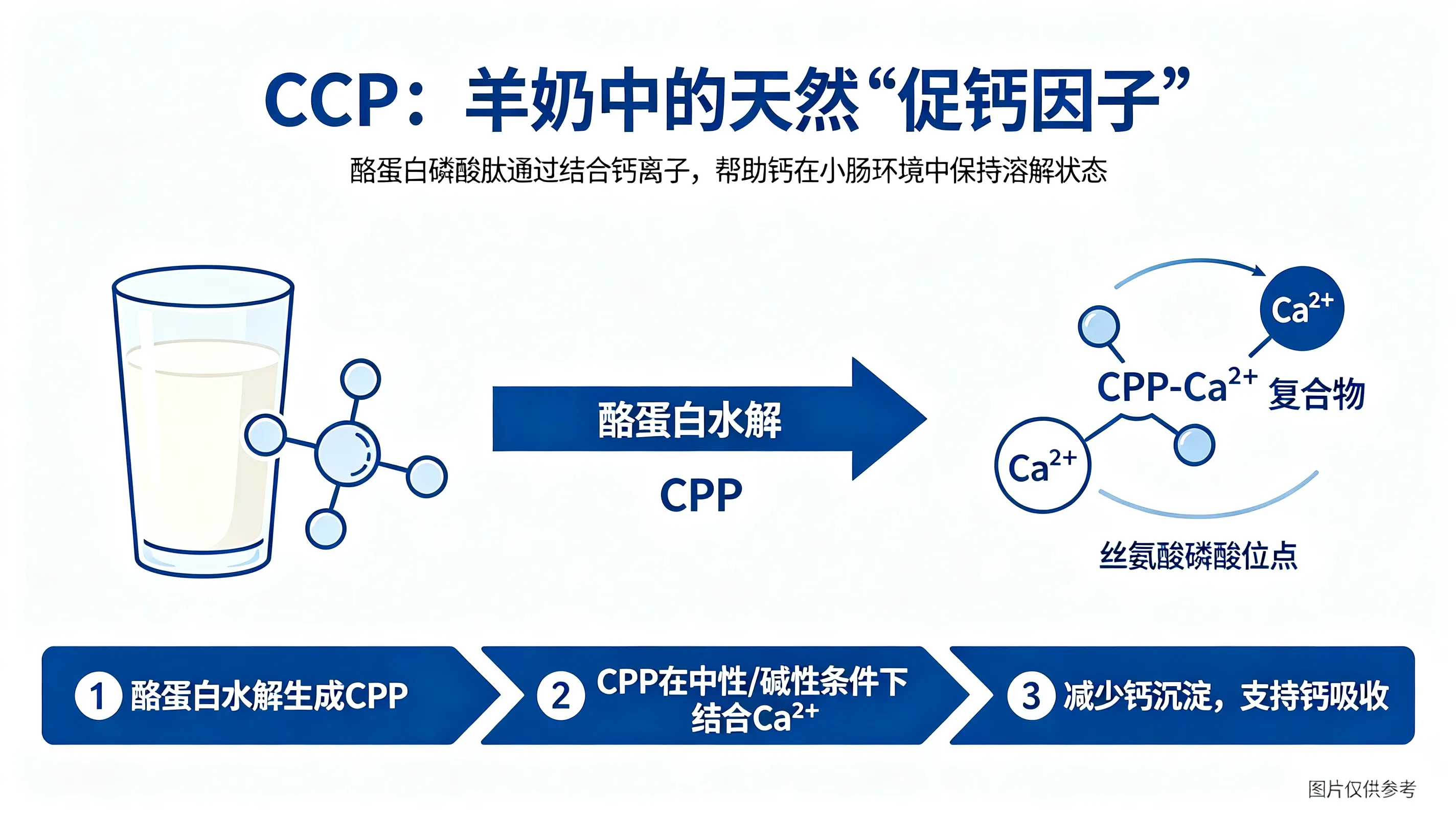 酪蛋白磷酸肽CPP促进钙吸收的机理示意图